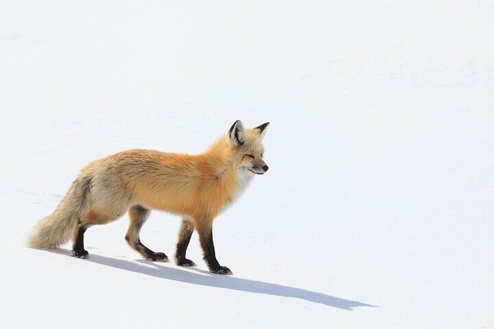 Yellowstone Winter Wildlife Safari From Gardiner - Photo 1 of 9